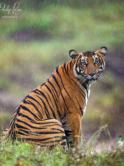 A subadult female tiger sits patiently in the rain in Kabini. Monsoon safaris offer dramatic conditions and vibrant green backgrounds, making for exceptionally striking photographs.