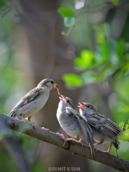 A tender moment as a mother House Sparrow feeds her hungry chicks. My guiding philosophy is 'bird first, photo later', and witnessing such intimate behaviours is a reward in itself. These are the stories that unfold when we observe nature with respect.