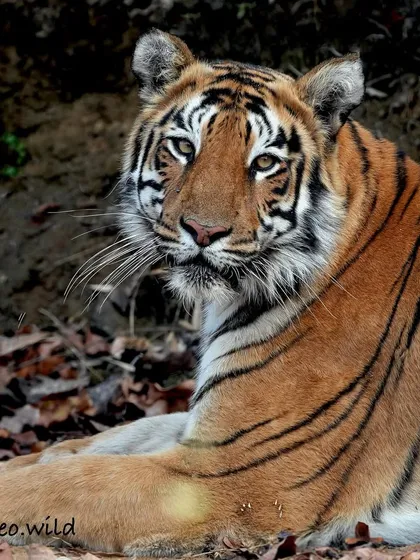 I am in love with her portraits. This is Choti Madhu, a famous tigress from Tadoba, looking right at me. Her calm and knowing gaze makes you feel like you are sharing a secret moment with the queen of the jungle.