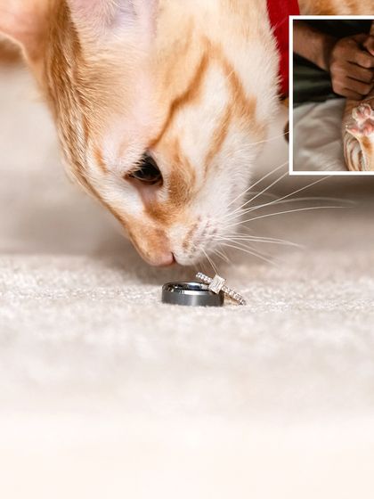 A creative collage for a cat-themed engagement. It features a close-up of Toffee the cat curiously sniffing the engagement rings, a truly unique announcement shot.