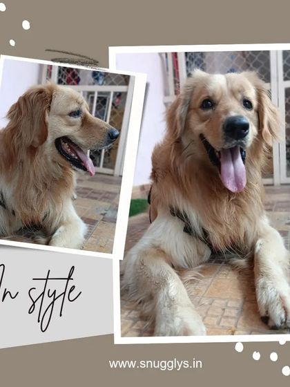 Snugglys Paw House - Pet Daycare The Paw House: Cozy Indoor Comforts photo 5