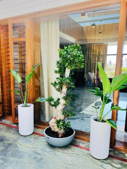 A classic and elegant arrangement. We flanked a beautiful bonsai tree with two tall Bird of Paradise plants in sleek white cylindrical planters, creating a symmetrical and sophisticated look for this entryway.