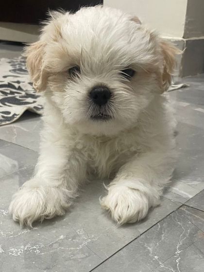 A fluffy Shih Tzu male puppy available for sale. These small dogs are perfect for apartment living and are known for their affectionate and playful personalities.