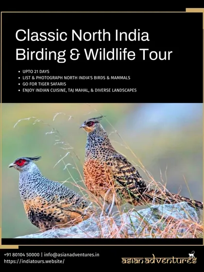 This poster for our Classic North India Tour features the Cheer Pheasant, but also highlights our tiger safaris in premier parks. This comprehensive tour is a perfect introduction to India's diverse wildlife.