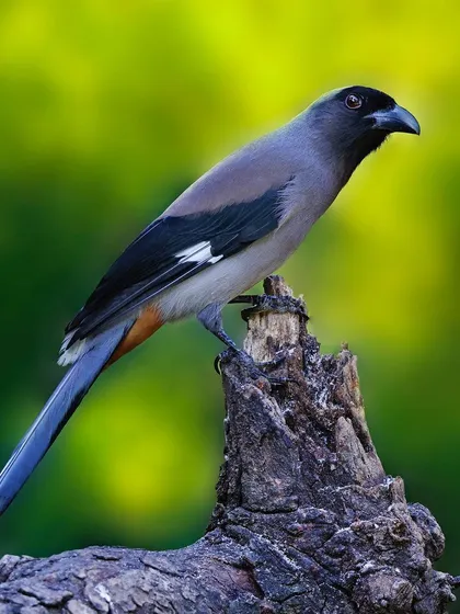 A Gray Treepie with its long tail is perched on a dead tree stump. The composition uses the elegant curve of the stump to frame the bird.