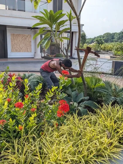 For this private villa in Thane, we added over 750 plants to make the existing garden denser and more vibrant. Here, a team member tends to the colorful flower beds.