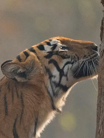 An extreme close-up of the tigress's face as she scent-marks. You can see the concentration in her eyes, a testament to the instinctual drive behind this territorial ritual.