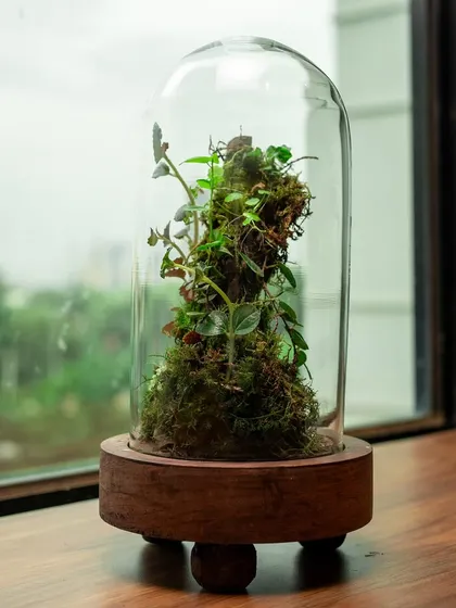 A dome terrarium is like a little capsule of serenity. Here you can see how beautifully it catches the light, creating a peaceful focal point on a desk or by a window, bringing a moment of nature to your day.