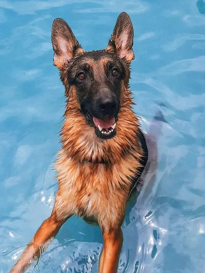 Who says reactive dogs can't have fun? We booked a private pool session for Theo. Advocating for your dog's needs, like having space from other dogs, allows them to enjoy activities they love without stress.