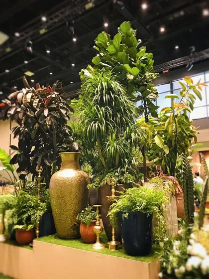 This was part of the larger-than-life green decor we created for a Reliance Diwali bash. We built this multi-level installation overnight, clustering tall Fiddle Leaf Figs, Crotons, and ferns with large decorative urns to create a truly grand and festive display.
