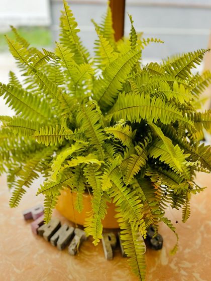 Another look at this beautiful fern. We had been growing this one with minimal care, and it just shows how resilient they can be once they are settled in the right spot.
