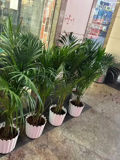 A row of Areca Palms in matching white pots, ready for delivery. These are perfect for lining a hallway or decorating an office space.
