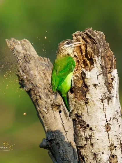 I captured this White-Cheeked Barbet mid-action, chiseling away to create its nest in a dead tree. The spray of wood dust tells a story of industry and persistence in the natural world.