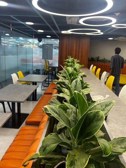 Plants can also serve a functional purpose in office design. In this cafeteria, I used a row of Aglaonema plants to create a natural, attractive barrier that separates the seating area and adds a sense of tranquility to the space.