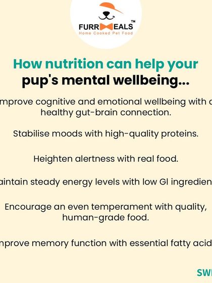 Did you know your dog's diet impacts their mental wellbeing? This series explains how nutrition affects behavior, mood, and alertness, and includes a testimonial from a client who saw a visible difference in their dog's temperament.