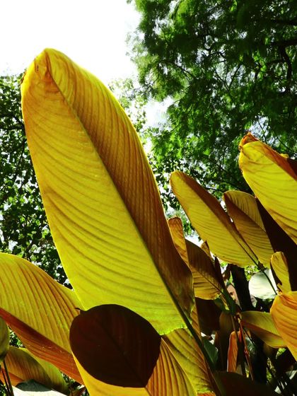 An artistic, low-angle shot looking up through the leaves of a Calathea plant towards the tree canopy. This highlights the beautiful structure and veining of the leaves.
