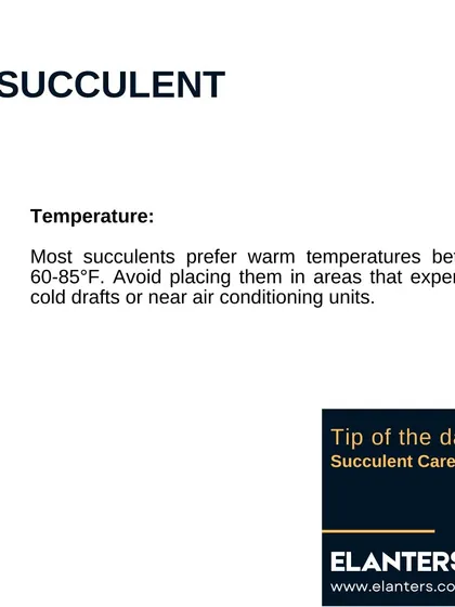 Succulent Care Part 5: Temperature. Most succulents prefer warm temperatures between 60-85°F (15-29°C). Avoid placing them near cold drafts.