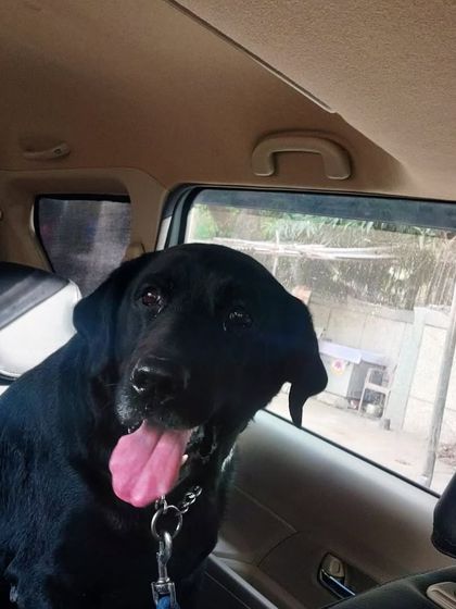 This happy black Labrador is ready for his journey. My pet taxi is here to make your travel plans with your pets successful.