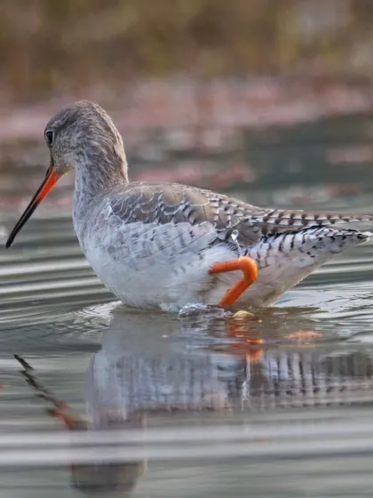 A Spotted Redshank wading in the water. This shorebird is a winter migrant to India, breeding in the far north of Europe and Asia.