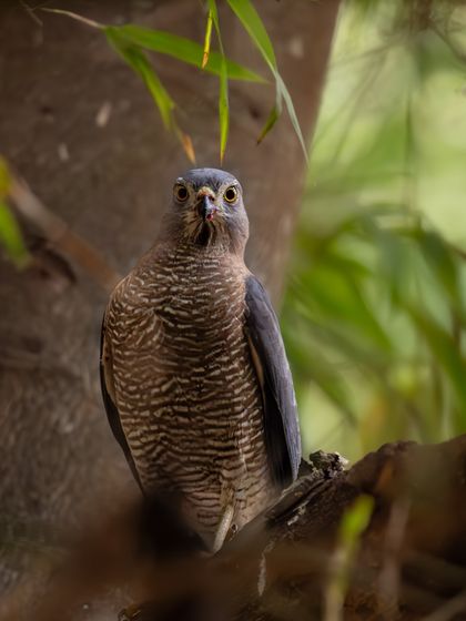 A Shikra looking directly at the camera, giving an intense and intimidating stare.
