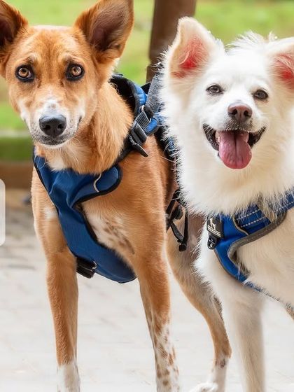 A playful image reminding you that you can't have just one... photo of your pet! It's time to book a professional shoot.