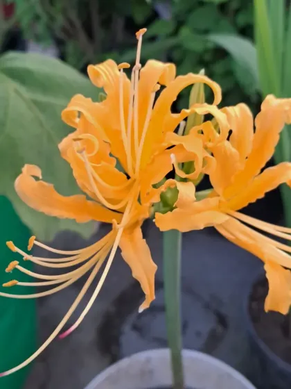 Bhardwaj - Urban Gardening Consultation A Riot of Colorful Flowers photo 70