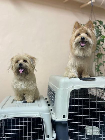 Crate Training: Your Pet's Safe Space photo 14