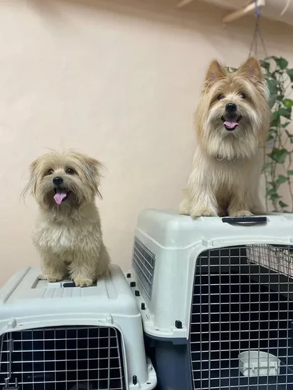 Moju and Gabbar sending some paws-itive vibes! These two cuties are ready for their next adventure.