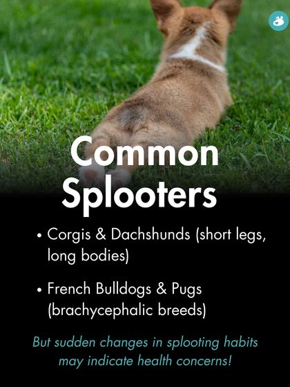 The Pack - Online Pet Parent Community Expert Advice You Can Trust photo 12