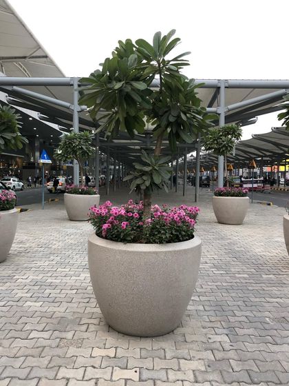 Vibrant Flowering Plants photo 8