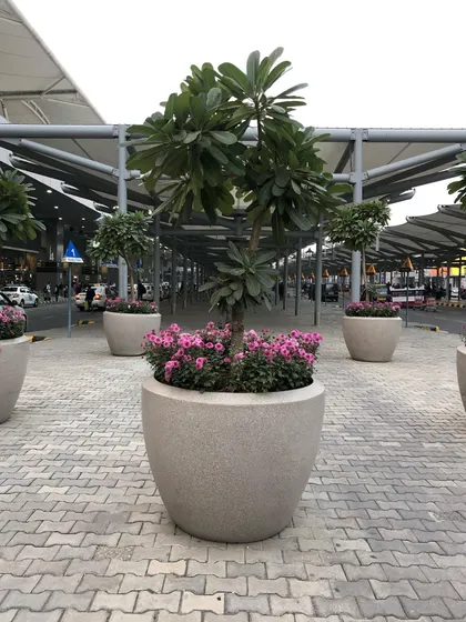 Another view of the Champa tree in a large stone planter, demonstrating how I use large-scale container planting for public spaces.