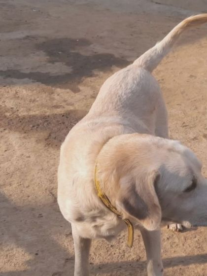 Casper enjoying some time outside. Despite being abandoned, he is a sweet and gentle old soul who deserves to be comfortable and loved.