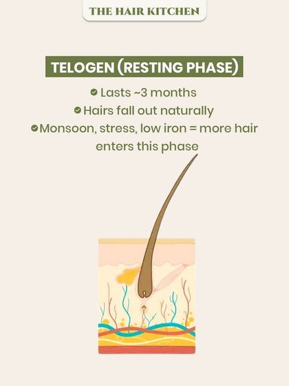 During the Telogen or 'Resting' phase, which lasts about 3 months, hairs naturally prepare to fall out. This infographic explains how factors like monsoon weather, stress, or low iron can push more hair into this phase, leading to increased shedding.