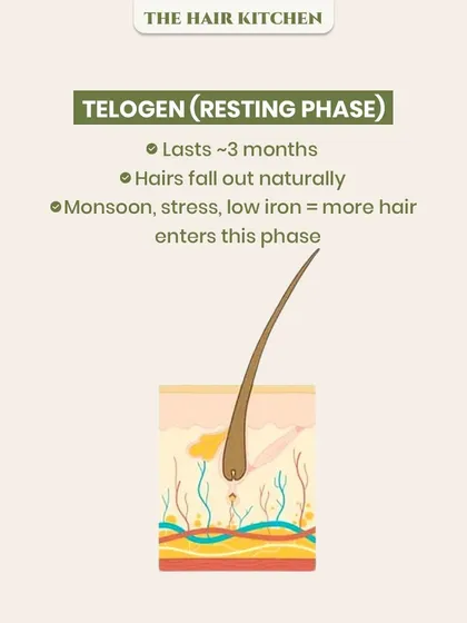 During the Telogen or 'Resting' phase, which lasts about 3 months, hairs naturally prepare to fall out. This infographic explains how factors like monsoon weather, stress, or low iron can push more hair into this phase, leading to increased shedding.
