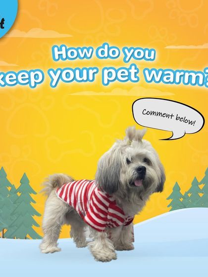 How do you keep your pet warm? A cute and comfy sweater is a great start. This little one looks adorable in a red and white striped sweater, ready for the chilly weather.