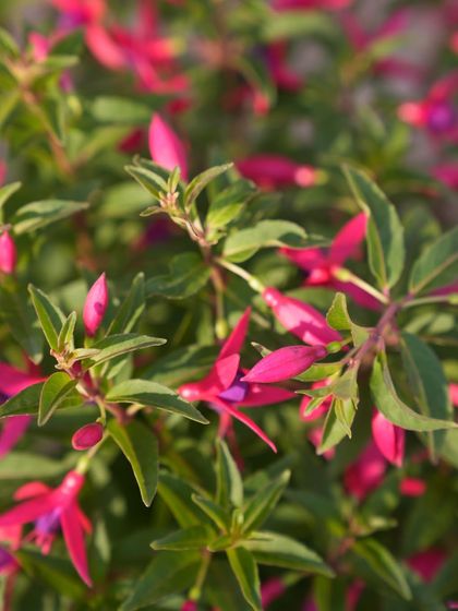 With flowers that sway like earrings, Fuchsias are nature’s jewelry. Their graceful pink and violet blooms are perfect for cool corners, patios, and hanging baskets, adding charm with very little fuss.