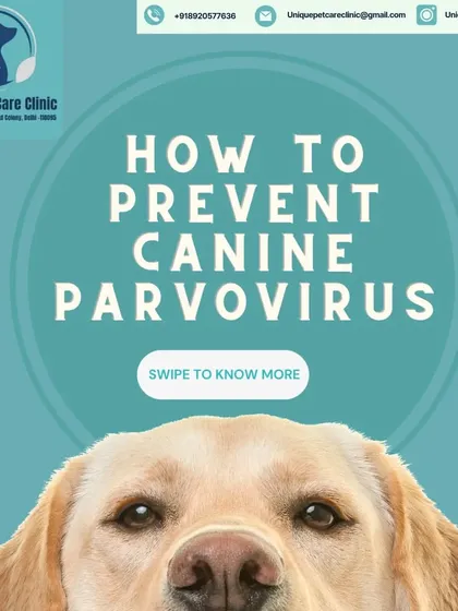 Preventing serious illnesses like Canine Parvovirus is one of my top priorities. This guide is the first step in educating dog owners on how to protect their beloved companions through vaccination and proper hygiene.