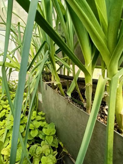Leeks and peppermint growing side-by-side. You can grow a wide range of greens and herbs together in the same system.