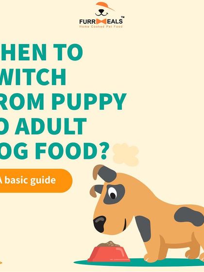 When should you switch from puppy to adult dog food? This guide explains how breed size, neutering, and growth stages affect the timing, ensuring your dog gets the right nutrition at the right time.
