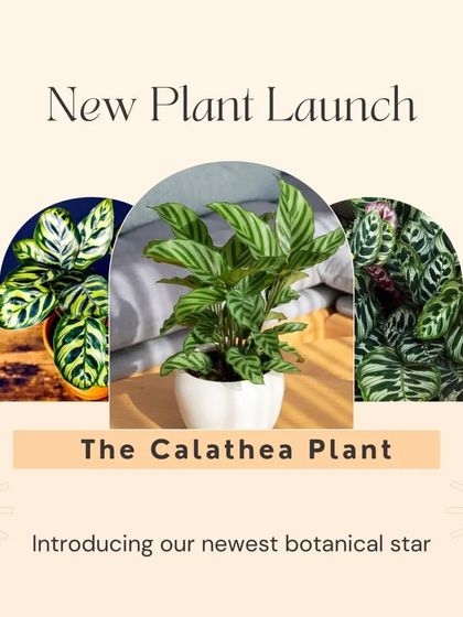 We have a new plant launch. Introducing our newest botanical star, the Calathea Plant. Its intricate patterns and vivid colors will transform your living space into a lush oasis.