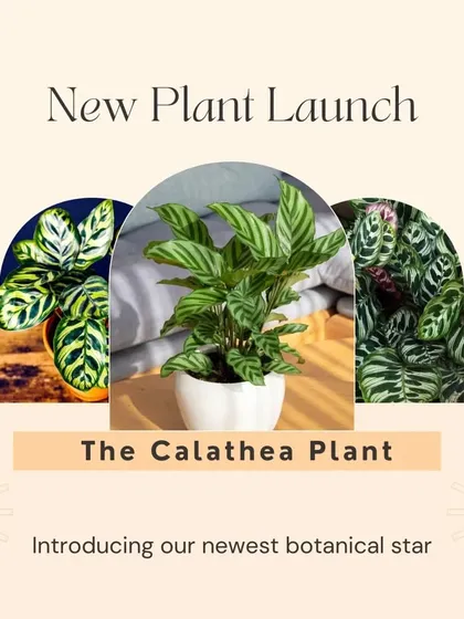 We have a new plant launch. Introducing our newest botanical star, the Calathea Plant. Its intricate patterns and vivid colors will transform your living space into a lush oasis.