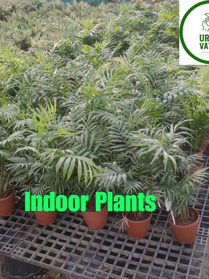 More Parlor Palms ready for sale.