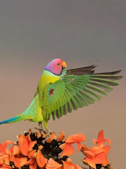 A Plum-headed Parakeet spreads its wings while perched on orange flowers, a beautiful display of color and form.