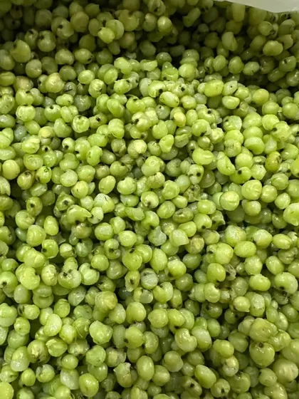 This is Ponk, the star ingredient of many Gujarati winter dishes. These tender, roasted green sorghum grains are a seasonal delicacy that I love to incorporate in both traditional and modern recipes.