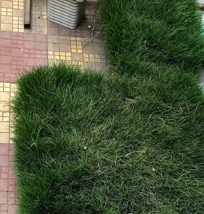 Even small or irregularly shaped areas can be transformed with carpet grass. Here, I've installed a patch of lush Korean grass on a tiled patio area.