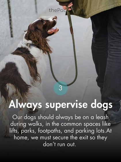 The Pack - Online Pet Parent Community A Voice for Every Dog photo 36