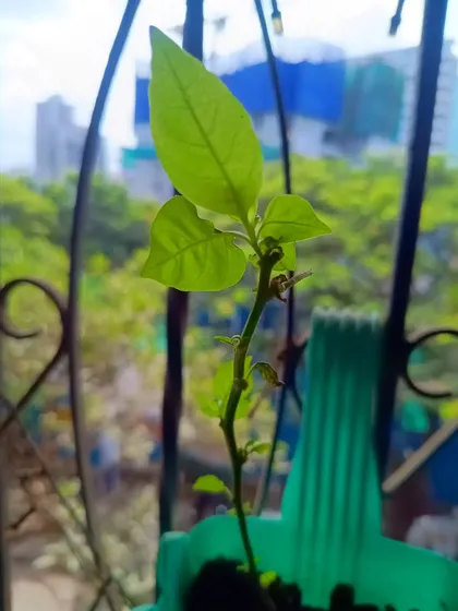 Never give up on a plant too soon. This chilli plant was almost entirely eaten by a caterpillar but has started to regrow. With the right care, plants can show incredible resilience.