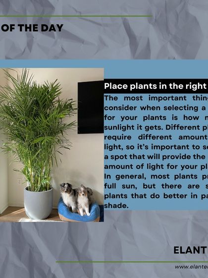 Plant Care Tips & Supplies photo 9