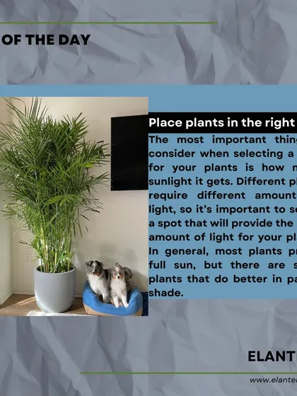 Tip of the day: Placing your plant in the right spot is crucial. I can help you assess the sunlight in your home to select the perfect location for your plants to thrive.