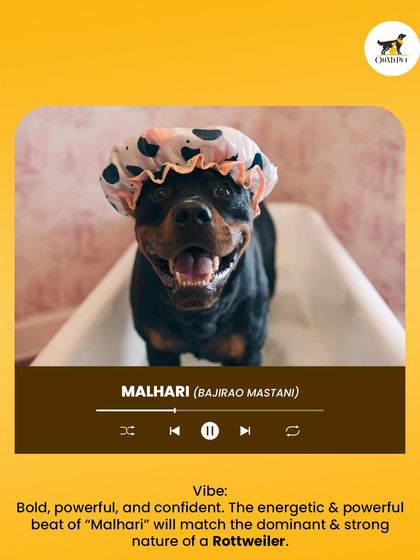 Oh My Pet - At-home Pet Grooming What's Your Pet's Personality? photo 3